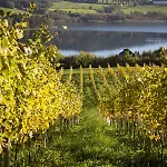 Bio Weingut Georgium