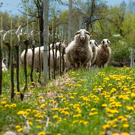 Weingut Georgium Frühstückspension Sankt Georgen am Längsee