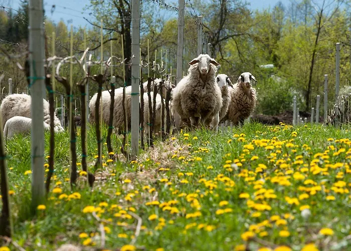 Bio Weingut Georgium 住宿加早餐酒店 Sankt Georgen am Längsee